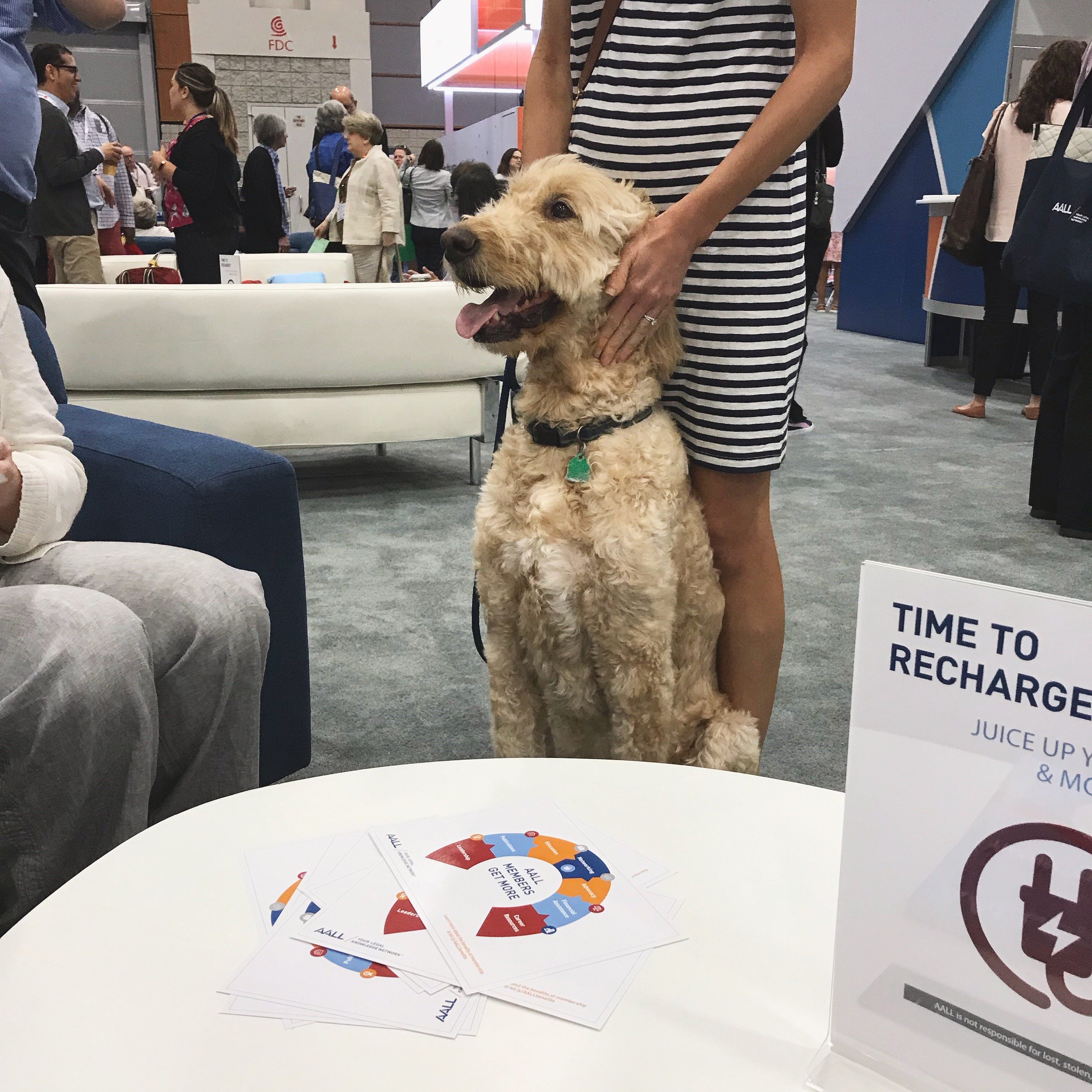 Percy, the stress-relief dog