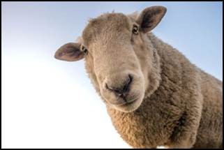 Closeup of a Lamb's face with a quizzical expression.
